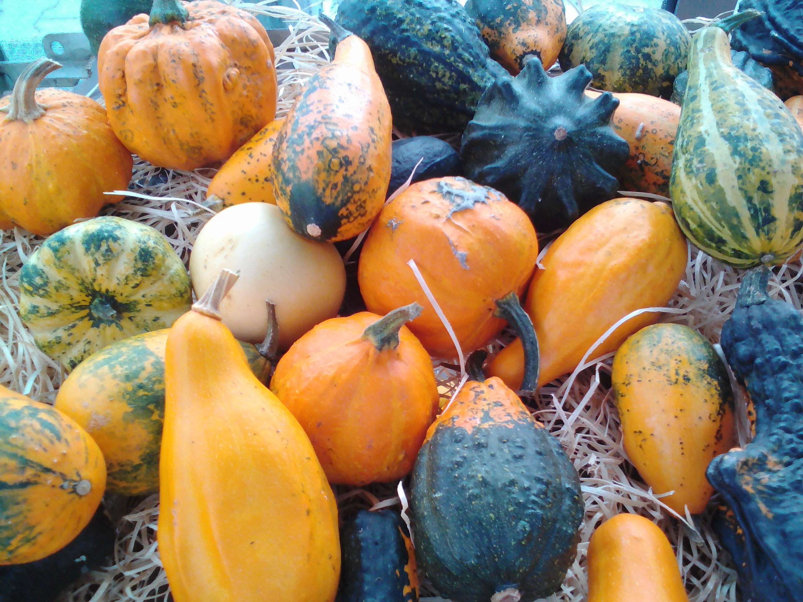 Lenovo_A1000_IMG_20161008_170112